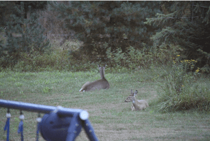 deer_backyard