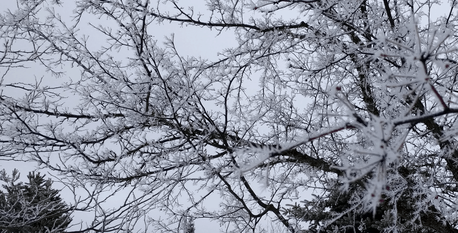 Snow spikes all over tree