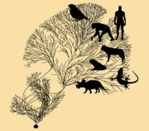 Evolution's Tree