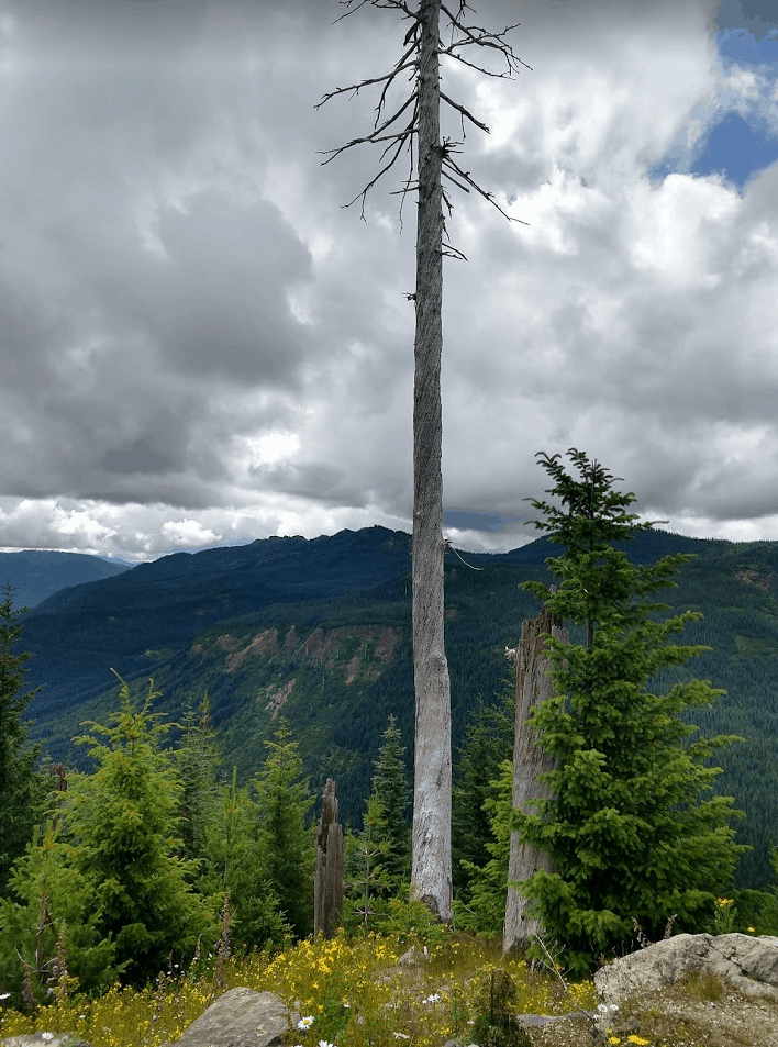 Tree killed by heat from the volcano blast