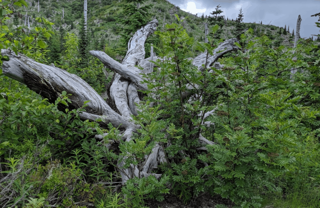 Tree uprooted with main root ball intact