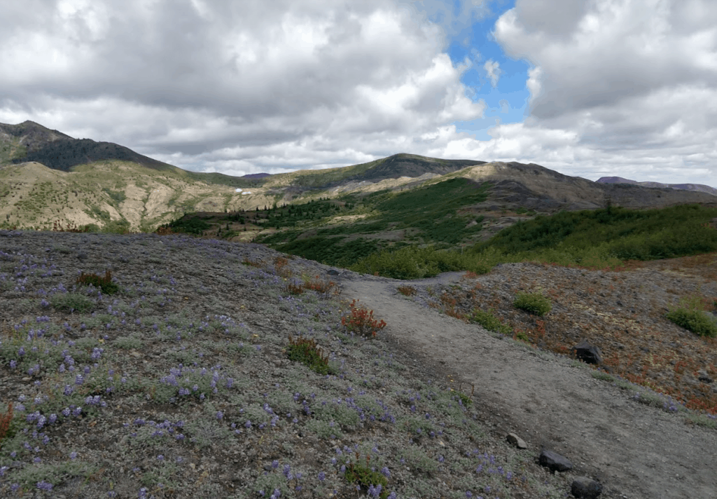 Lupine Flowers