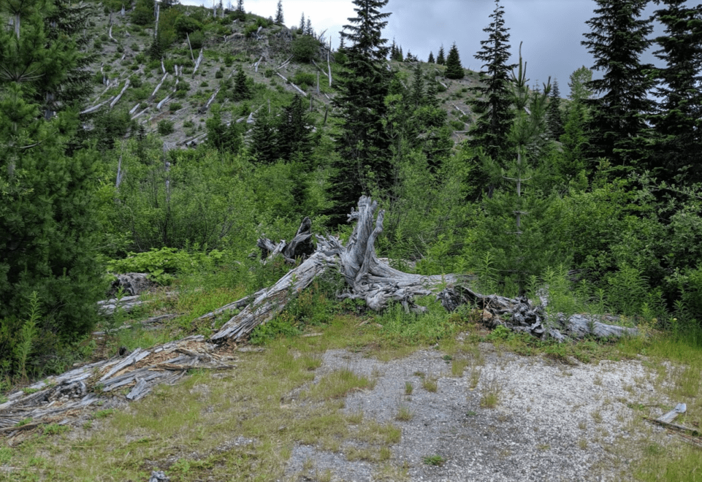 Uprooted trees from Mt. St. Helens