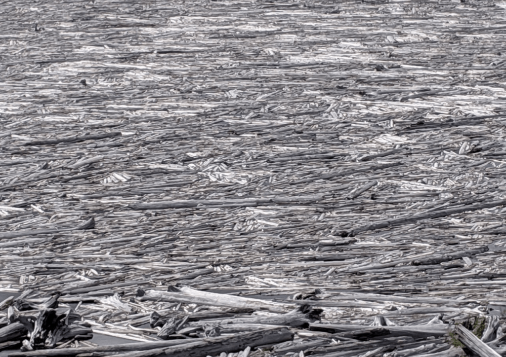 Floating Logs on Spirit Lake