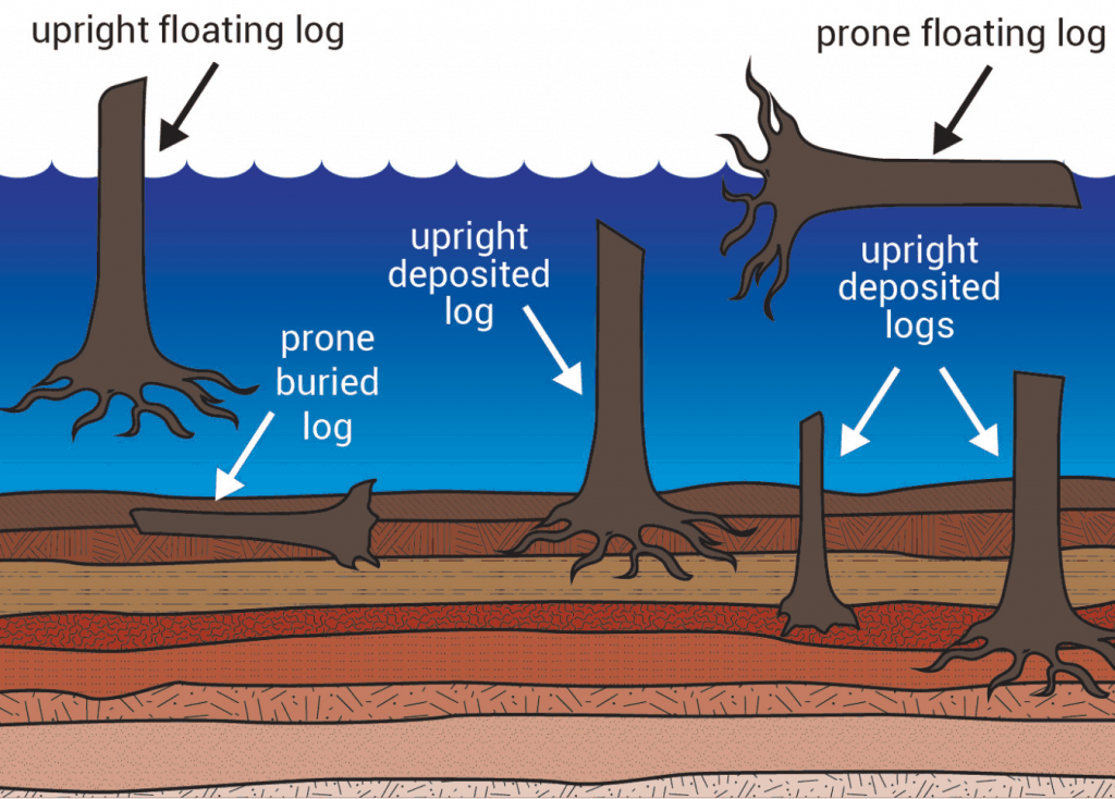 Trees shown in different layers at Mt. St. Helens Spirit Lake