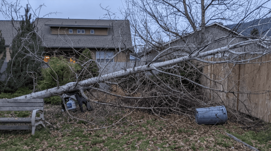 Aspen tree fell down on my fence