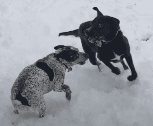 Scout and Blaze (dogs) playing in the snow