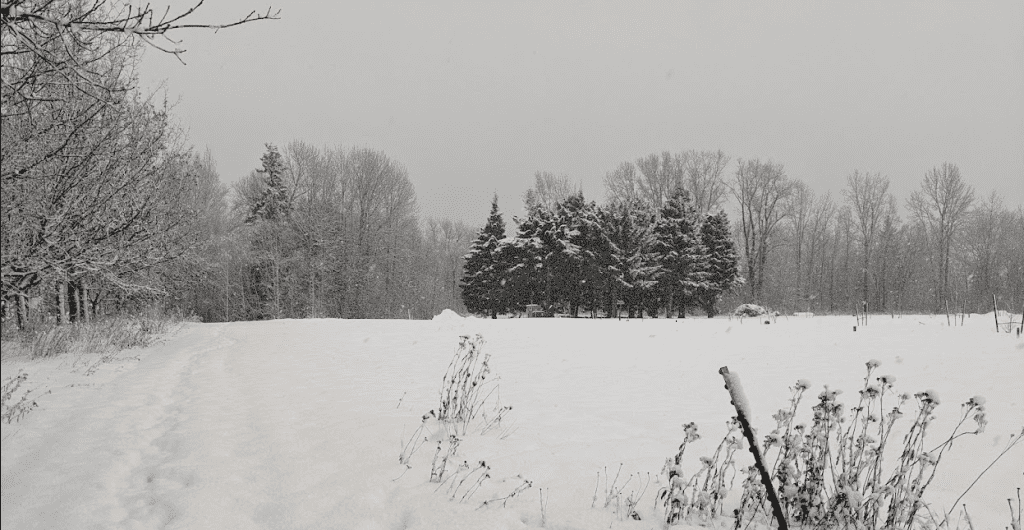 Snow and trees in Sandpoint, Idaho