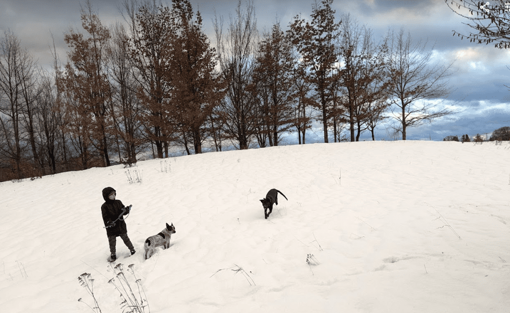 Eli playing with our dogs Scout and Blaze