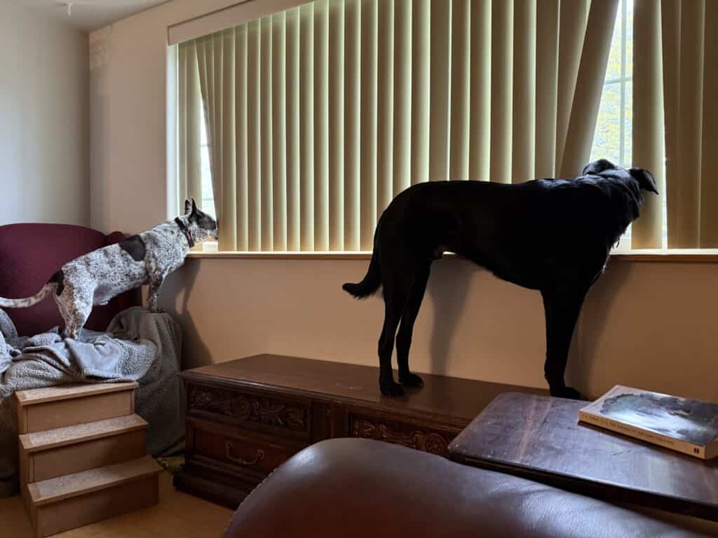 Two dogs looking out the window waiting for the Ziply Fiber installer.